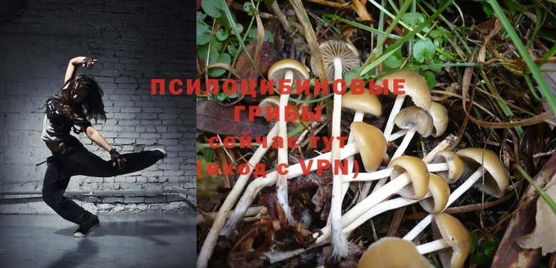 Галлюциногенные грибы Psilocybe  купить  цена  Красноярск 